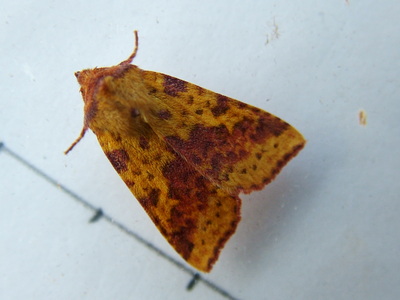 Pink-barred Sallow
